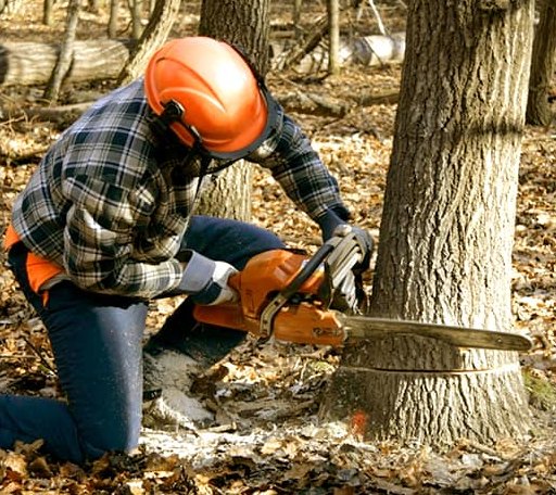 Tree Removal in Fawnskin, CA